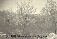 5. I. B. K. Kirschbäume im Hof